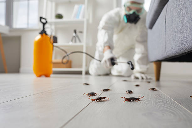 Commercial Kitchen Cockroach Control in Buena Vista